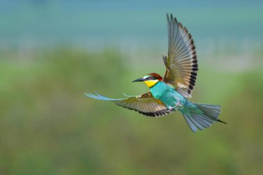 Avrupa arı yiyicisi - Merops apiaster, arı yiyiciler familyasından geçen bir kuş türü..