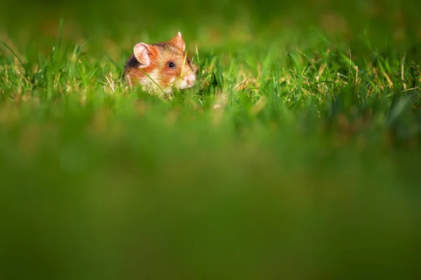 Hamster Europeu Também Conhecido Como Hamster Eurasiático — Fotografia de Stock
