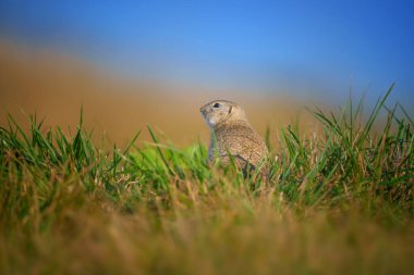 Avrupalı sincap, Spermophilus citellus - Avrupalı souslik olarak da bilinir.