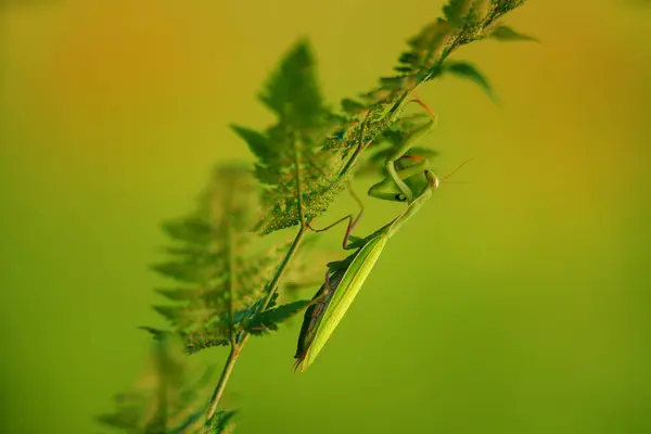 Mantis Europea Mantis Religiosa Gran Insecto Hemimetabólico Familia Los Mantidae — Foto de Stock