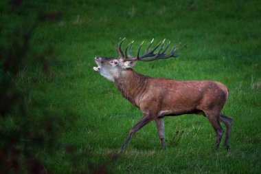 Kızıl geyik, Cervus elaphus en büyük geyik türlerinden biridir. Erkek kızıl geyiğe geyik ya da geyik, dişiye ise arka geyik denir. Kızıl geyik Avrupa 'nın çoğunda yaşar..