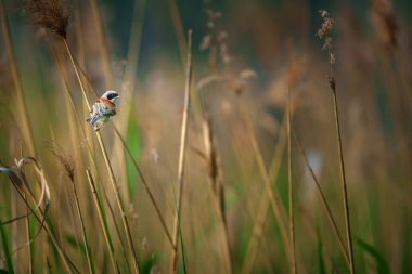 The Eurasian penduline tit or European penduline tit is a passerine bird of the genus Remiz. The nest is suspended from thin long branches of trees such as willow, elm or birch, often over water.