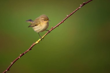 Phylloscopus collybita, ya da bilinen adıyla Phylloscopus collybita, Kuzey Avrupa ve Orta Avrupa 'da açık ormanlık alanlarda yetişen yaygın ve yaygın bir yaprak bülbülüdür.