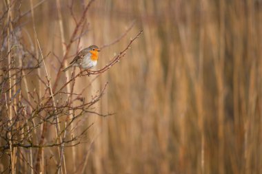 Avrupa bülbülü - Erithacus rubecula küçük bir böceksi kuş..