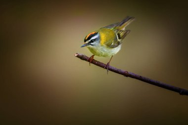 The common firecrest, also known as the firecrest