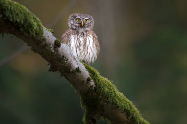The Eurasian pygmy owl is the smallest owl in Europe clipart