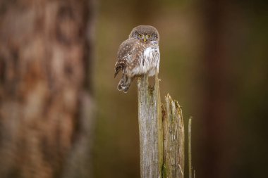 The Eurasian pygmy owl is the smallest owl in Europe clipart