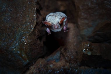 Mikrobatlar, Chiroptera tarikatı içinde mikro-kiropterayı oluşturur - yarasalar.