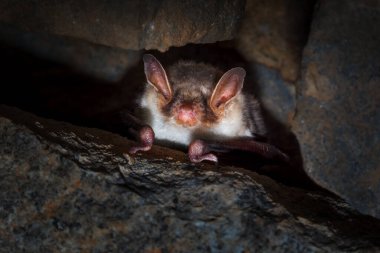 Mikrobatlar, Chiroptera tarikatı içinde mikro-kiropterayı oluşturur - yarasalar.