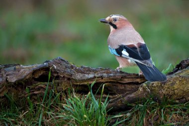 Garrulus glandarius, Corvidae familyasından bir kuş türü.