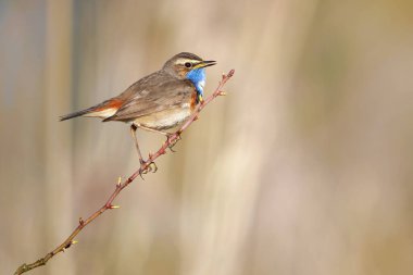 The bluethroat is a small passerine bird that was formerly classed as a member of the thrush family Turdidae clipart