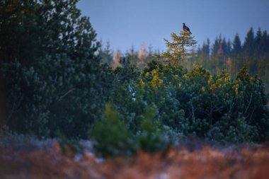 Siyah orman tavuğu - Lyrurus tetrix, aynı zamanda kuzey siyah orman tavuğu, Avrasya siyah tavuğu, blackgame veya blackcock olarak da bilinir..