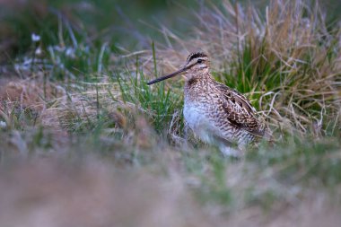 The common snipe (Gallinago gallinago) is a small, stocky wader native to the Old World. clipart