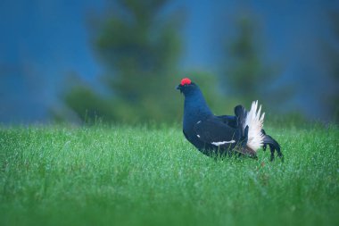 Siyah orman tavuğu - Lyrurus tetrix, aynı zamanda kuzey siyah orman tavuğu, Avrasya siyah tavuğu, blackgame veya blackcock olarak da bilinir..