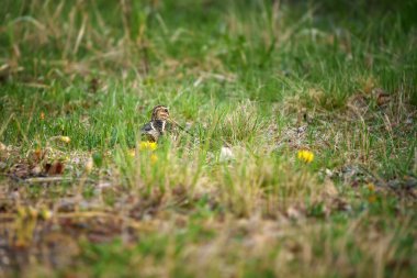 Yaygın çulluk Gallinago gallinago Eski Dünya 'ya özgü küçük, tıknaz bir balıkçıdır..