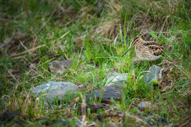 Yaygın çulluk Gallinago gallinago Eski Dünya 'ya özgü küçük, tıknaz bir balıkçıdır..