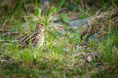 Yaygın çulluk Gallinago gallinago Eski Dünya 'ya özgü küçük, tıknaz bir balıkçıdır..