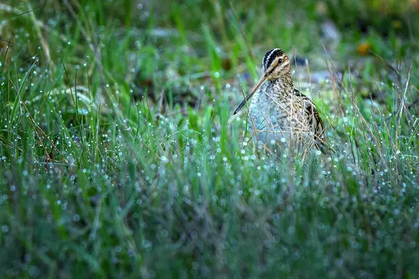 Yaygın çulluk Gallinago gallinago Eski Dünya 'ya özgü küçük, tıknaz bir balıkçıdır..