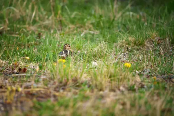 Yaygın çulluk Gallinago gallinago Eski Dünya 'ya özgü küçük, tıknaz bir balıkçıdır..