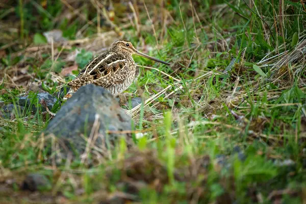 Yaygın çulluk Gallinago gallinago Eski Dünya 'ya özgü küçük, tıknaz bir balıkçıdır..