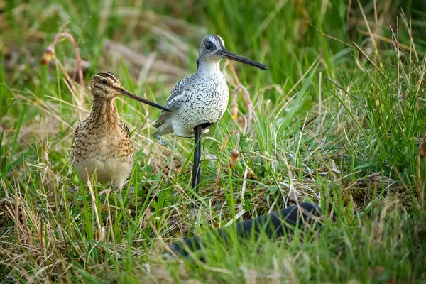 Yaygın çulluk Gallinago gallinago Eski Dünya 'ya özgü küçük, tıknaz bir balıkçıdır..