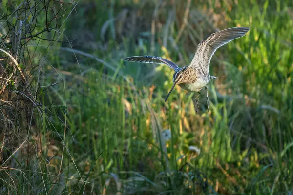 Yaygın çulluk Gallinago gallinago Eski Dünya 'ya özgü küçük, tıknaz bir balıkçıdır..