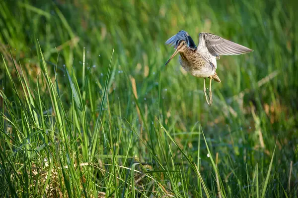 Yaygın çulluk Gallinago gallinago Eski Dünya 'ya özgü küçük, tıknaz bir balıkçıdır..