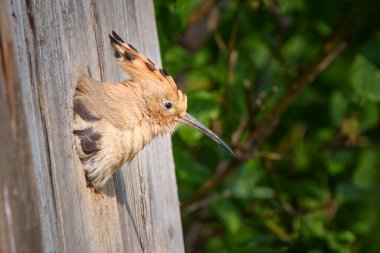 Hoopoe, çarpıcı bir arması ve uzun kavisli gagası olan ayırt edici bir kuştur. Sık sık sıcak açık arazilerde bulunur, yerde böcek ve ağaç oyukları veya duvarlardaki yuvaları arar..