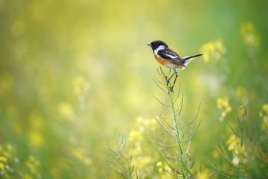 Koyu saçlı ve turuncu göğüslü Avrupa taş şapkası ince bir dala konmuştu. Bu küçük ötücü kuş açık otlaklar ve çalılık alanlarda sık sık yüksek tüneklerden bölgeleri işaretlemek için şarkı söyler..