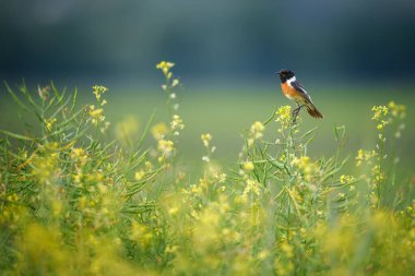 Koyu saçlı ve turuncu göğüslü Avrupa taş şapkası ince bir dala konmuştu. Bu küçük ötücü kuş açık otlaklar ve çalılık alanlarda sık sık yüksek tüneklerden bölgeleri işaretlemek için şarkı söyler..