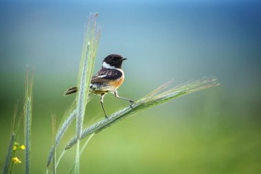 Koyu saçlı ve turuncu göğüslü Avrupa taş şapkası ince bir dala konmuştu. Bu küçük ötücü kuş açık otlaklar ve çalılık alanlarda sık sık yüksek tüneklerden bölgeleri işaretlemek için şarkı söyler..