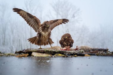 Bir dalda dinlenen sıradan bir akbaba avını bulmak için çevreyi tarıyor. Bu yaygın yırtıcı kuş Avrupa genelinde keskin görme yeteneği ve çok yönlü avlanma becerisiyle tanınır..