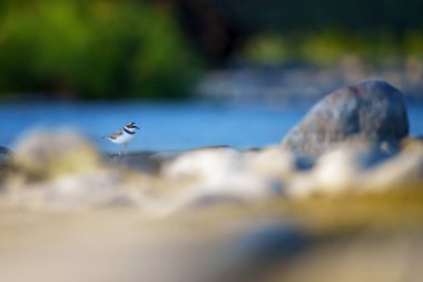 Nehrin kıyısındaki bir çakıl barında küçük halkalı bir yağmurluk alarmda duruyor. Bu parlak sarı göz halkalarına sahip küçük balıkçı teknesi açık kıyılar ve kumsallar boyunca hayata mükemmel uyum sağlamıştır..