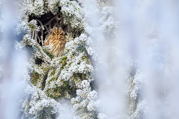 Kısa kulaklı bir baykuş, av aramak için çayırların üzerinde alçaktan süzülüyor. Gündüz avcıları sık sık açık araziler ve bozkırlarda yavaş kanat çırpışlarıyla uçarken görülürler..