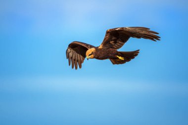 Batılı bir Bataklık Harrier av aramak için bir sazlığın üzerinden süzülür. Bu zarif yırtıcı kuş genellikle Avrupa 'da bataklık ve sulak alanlarda görülür..