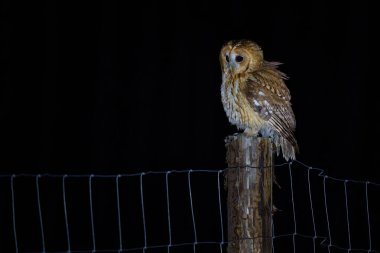 Tawny baykuşu ormanda sessizce tünedi. Ayırt edici gürültüsüyle bilinen bu Avrupa baykuşu, ormanlık ve parklarda genellikle geceleri aktif olarak yaşar..