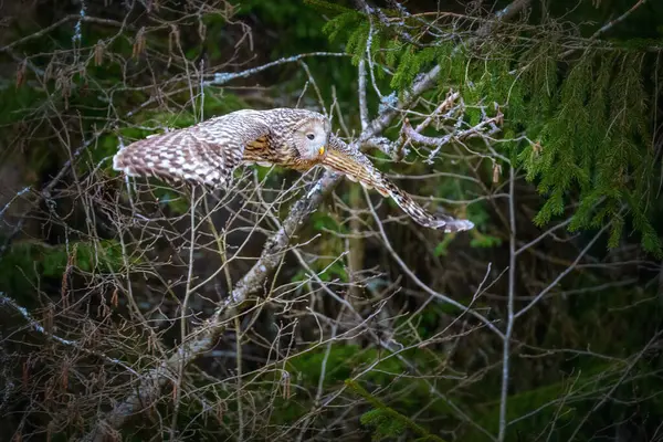 Ural baykuşu karışık ormandaki bir ağaç dalında dinleniyor. Sessiz uçuşu ve derin uğultusuyla bilinen bu büyük baykuş Avrupa ve Asya ormanlarında yaşar..