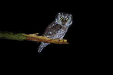 Utangaç bir Boreal baykuşu ladin dalları arasında sessizce dinlenir. Bu yakalanması zor gece avcısı dağ ormanlarında yaşar ve gündüzleri nadiren görülür..
