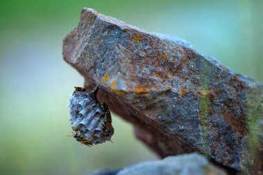 Polistes Dominula 'nın Avrupa kâğıdına yakın plan. Kağıt yuvalarıyla tanınan yalnız bir eşekarısı türü ve çarpıcı siyah-sarı desenli zarif ince gövdesi.