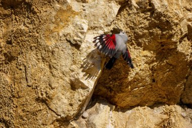 Duvar sarmaşığı ender ve yakalanması zor bir dağ kuşudur. Kırmızıya vuran kanatları vardır. Sık sık engebeli dağlık arazide böcekleri ararken dikey kaya yüzeylerine tırmanır..