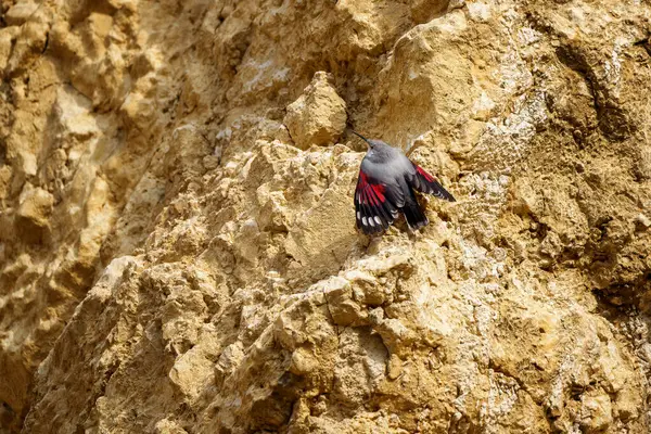 Duvar sarmaşığı ender ve yakalanması zor bir dağ kuşudur. Kırmızıya vuran kanatları vardır. Sık sık engebeli dağlık arazide böcekleri ararken dikey kaya yüzeylerine tırmanır..