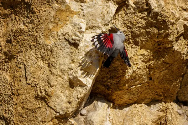 Duvar sarmaşığı ender ve yakalanması zor bir dağ kuşudur. Kırmızıya vuran kanatları vardır. Sık sık engebeli dağlık arazide böcekleri ararken dikey kaya yüzeylerine tırmanır..