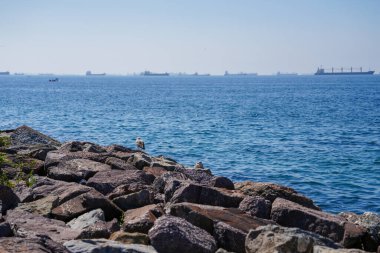 Martılarla Sahil Huzuru ve Uzaktaki Gemiler