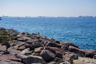 Açık Bir Gün 'de Rocky Shoreline ile Martılar ve Uzak Gemiler