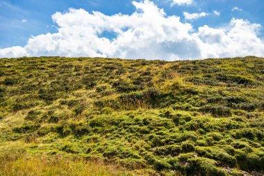 San Martino di Castrozza 'daki dağ manzarasında otlayan inek Trentino Alto Adige, İtalya