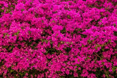 Fuşya bougainvillea çiçekleri ile arka plan