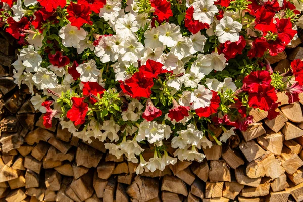 Tło Czerwono Białymi Kwiatami Petunii Drzeworycie — Zdjęcie stockowe