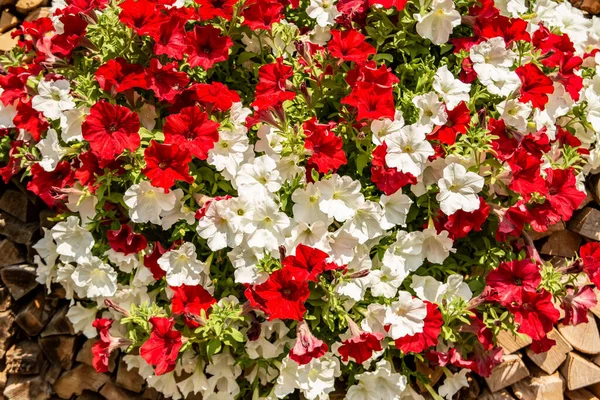 Tło Czerwonymi Białymi Kwiatami Petunii — Zdjęcie stockowe
