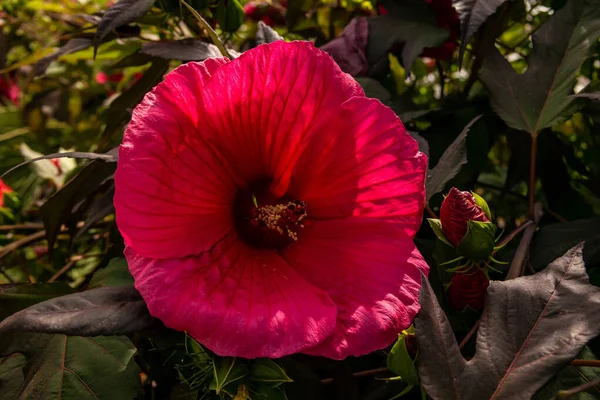 Fond Avec Hibiscus Géant Fleur Rouge — Photo