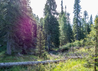 Çam ağaçları ile vahşi orman arka planı